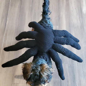 Spider Dog Costume