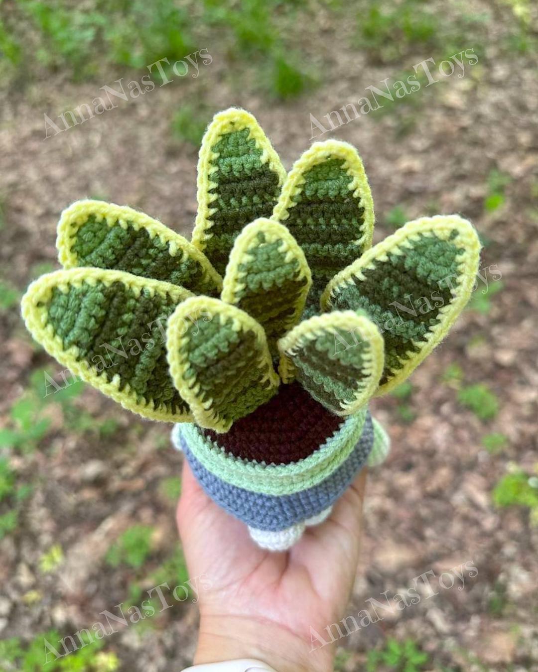 Gnome succulent Sansevieria-4