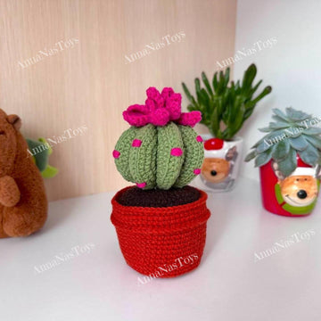 Cactus in a pot
