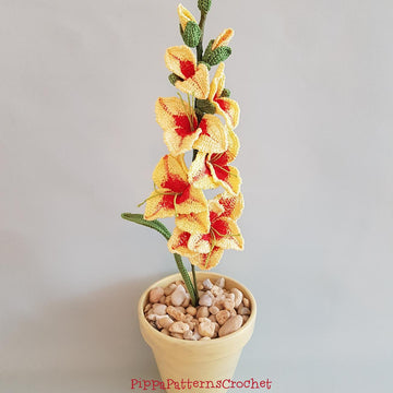 Gladiolus