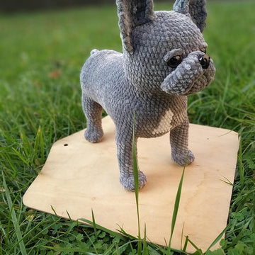 French Bulldog dog