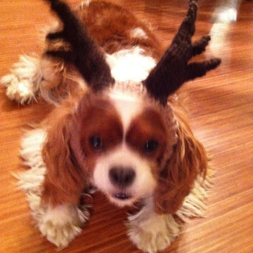 ROFL Dog Antlers