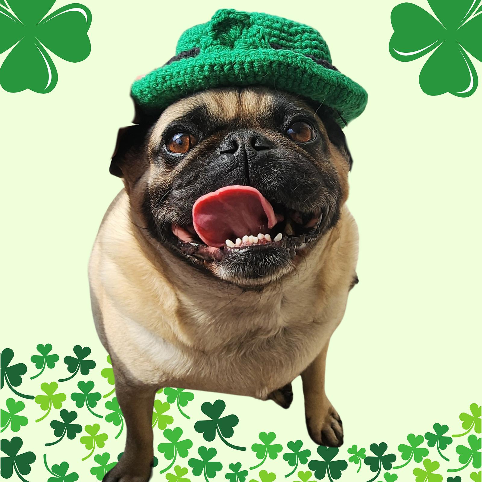 St. Patrick's Day Dog Hat