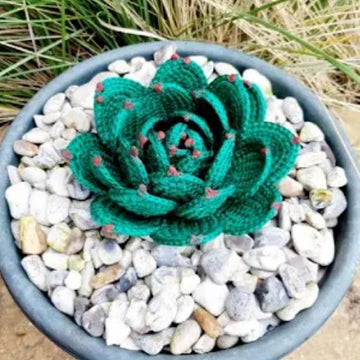 Crochet Hen & Chick's succulent plant