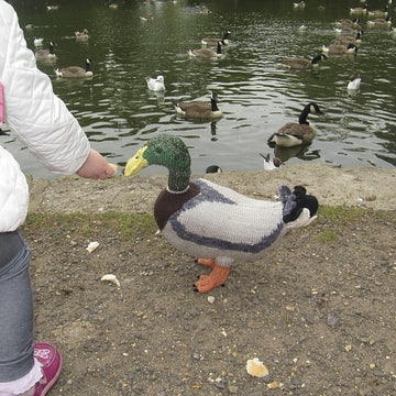 My Pet Mallard Duck