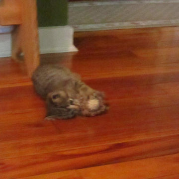 Hedgehog Cat Toy