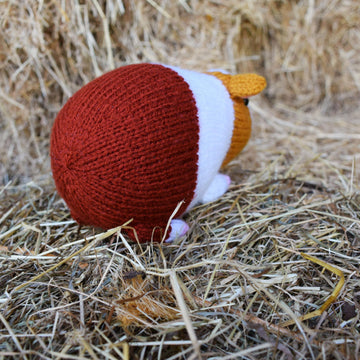 Gordon the Guinea Pig