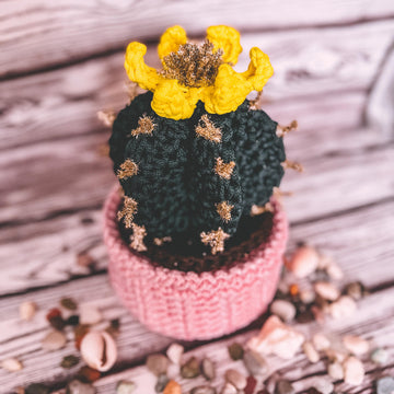 Basket cactus