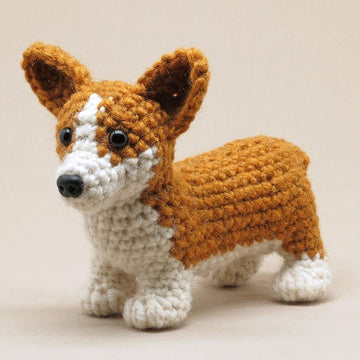 Choppie the Corgi