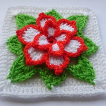 Poinsettia in square