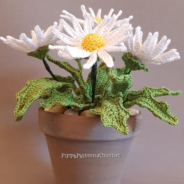 Daisy