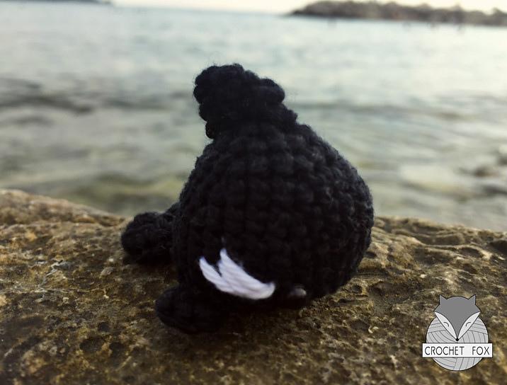 Orca Whale