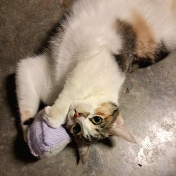 Catnip Cake Toy