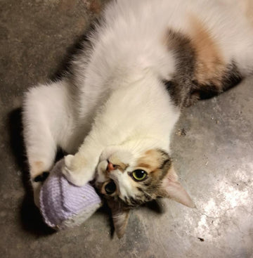 Catnip Cake Toy