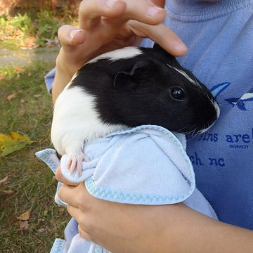 Oreo