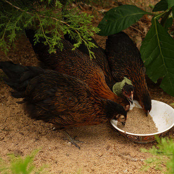 Henpecked Hood
