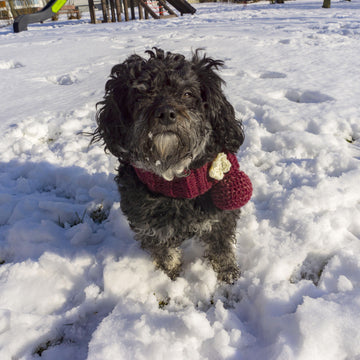 Crochet Pattern: Dog Scarf -Easy Pompom Fix