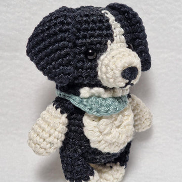 Border Collie Dog