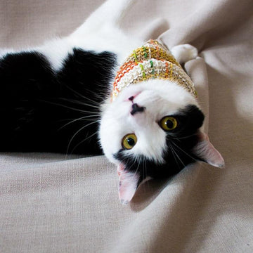 Pet neckerchief