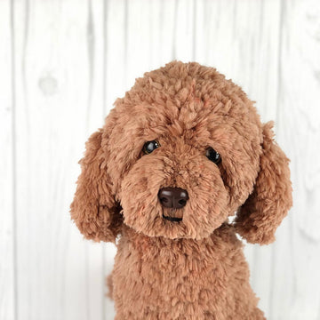 Red Poodle dog