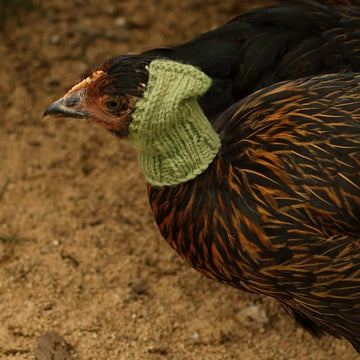 Henpecked Hood