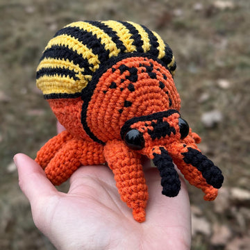 Colorado Beetle