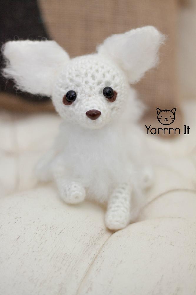 Yuki the Chihuahua