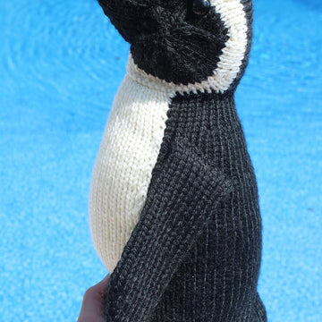 African Penguin