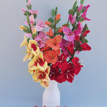 Gladiolus