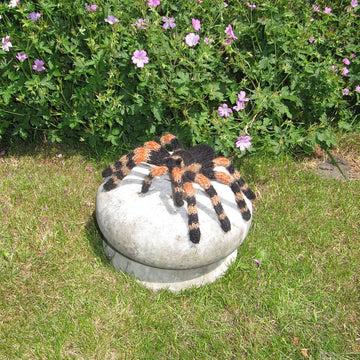 My Pet Tarantula