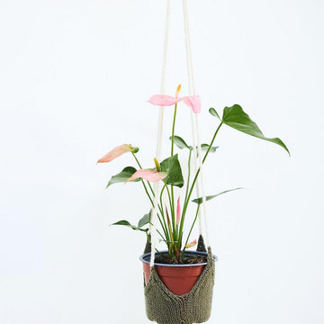 Perennial Plant Hanger
