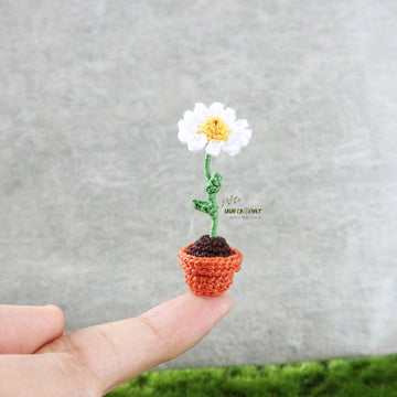 Miniature potted daisy