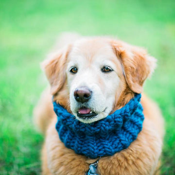 Canine Consort