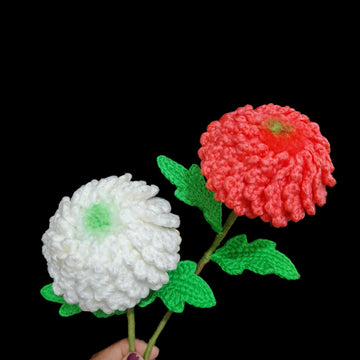 Ping Pong Chrysanthemum flowers