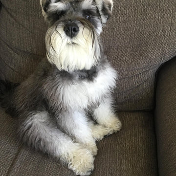 Bertie Schnauzer Sweater