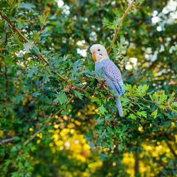 Pearl the Budgie