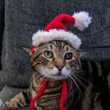 Cat Santa Hat