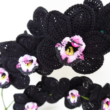 Black Orchid