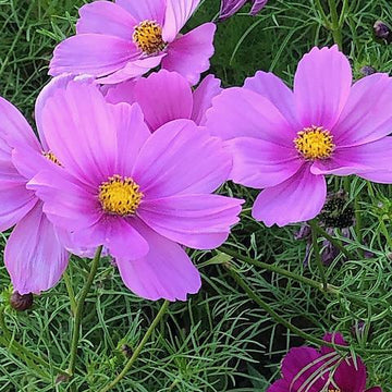 Bright Sunny Day