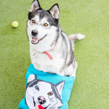 Theo the Dog Pillow for Battersea