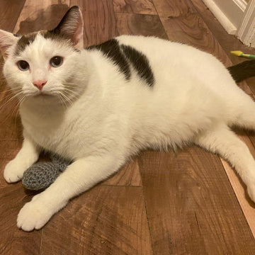 Fish Cat Toy