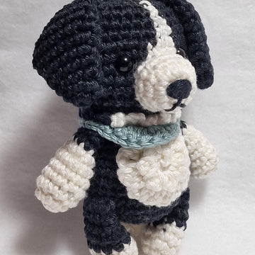 Border Collie Dog