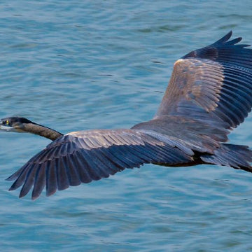 Great Blue Heron
