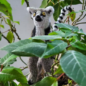 Ring-tailed lemur