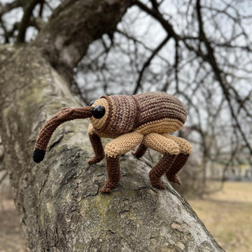 Acorn Weevil