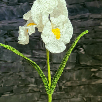 Iris flower long bearded