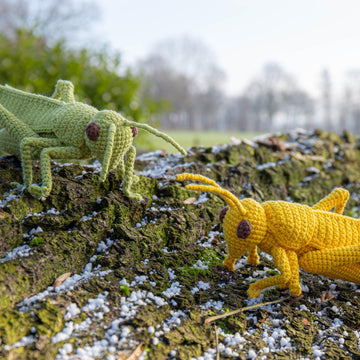 Grasshopper