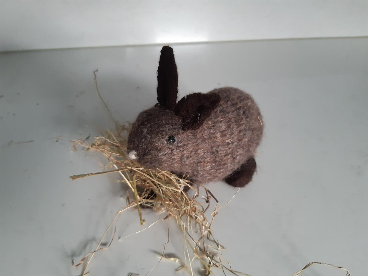 House rabbit Pert