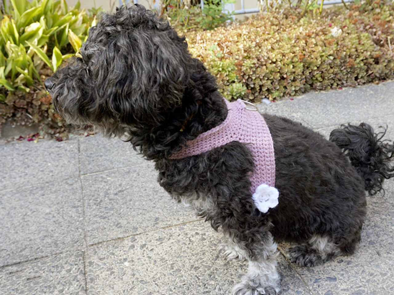 Crochet Pattern Dog Harness (for small dogs)