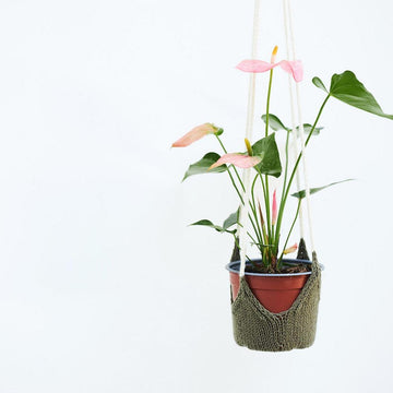 Perennial Plant Hanger
